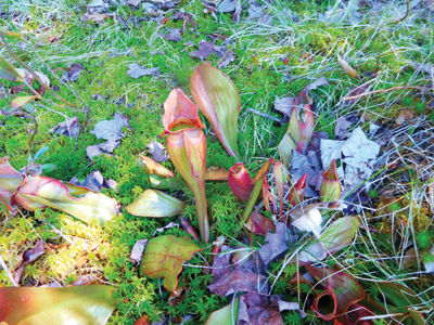 DuBois — Spring has Sprung: Hiking in the Three Pond-Kineo region