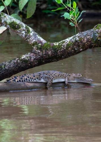 Saltwater crocodiles swam thousands of miles to survive, suggests new research
