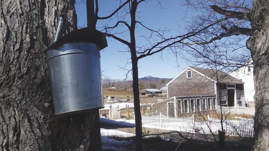 Sugaring