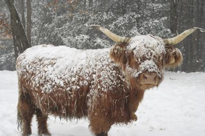 Scottish Highland cow
