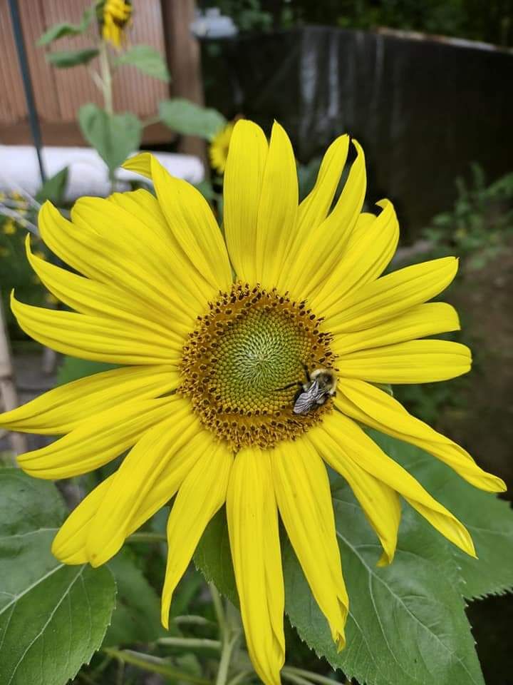 Reader Pics: Aug. 4