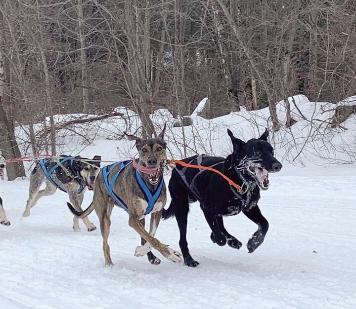 Sled dog racing games online play