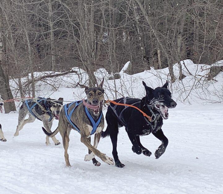 COVID forces cancellation of Sled Dog Derby