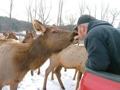 Elk and bagels - Belmont farmer, 84, says he enjoys raising elk as a hobby