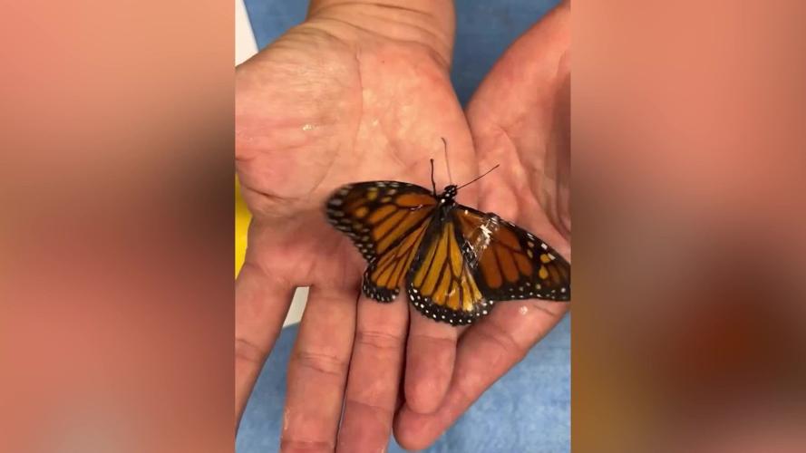 Wildlife expert recalls ‘little miracle’ for injured butterfly with wing transplant