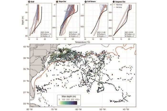 Sharks may help improve climate forecasts, reveals new research