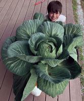 Plymouth third-grader named state champion for large cabbage