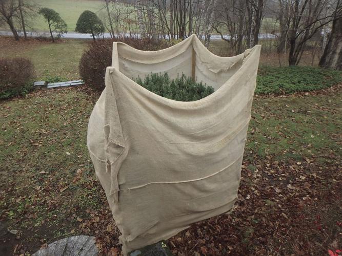 Burlap can be used to keep deer away from tasty shrubs.