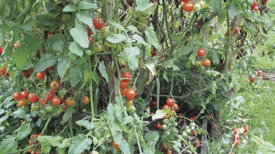 tomatoes