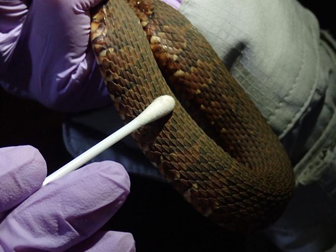 Snakes facing extinction due to deadly diseases, warns new research