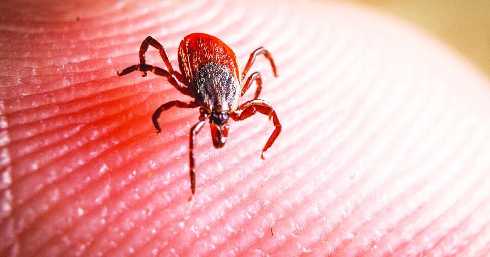 Department of Health reminds Granite Staters about tick and mosquito bite prevention