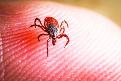 deer tick