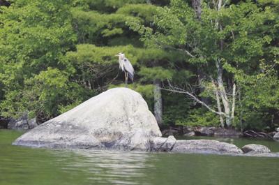 Intro to Field Sketching