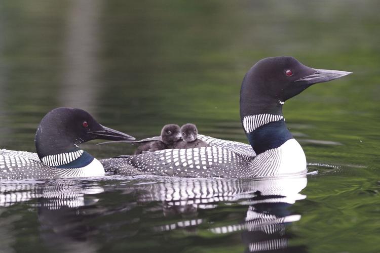 09-05 LAKE Loons1.jpg