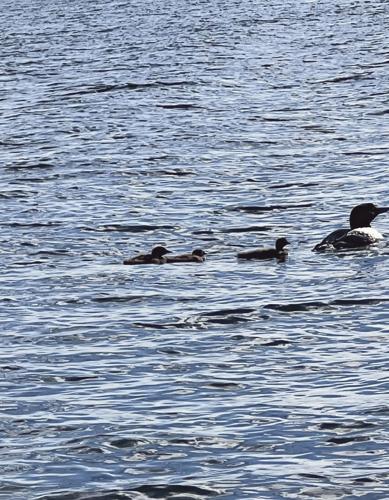 Loons