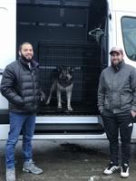 The dog with nine lives – Sicario gets Etiquette instead of euthanasia