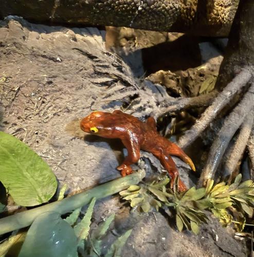 Newly identified frog-like creature named by student scientists after their mums