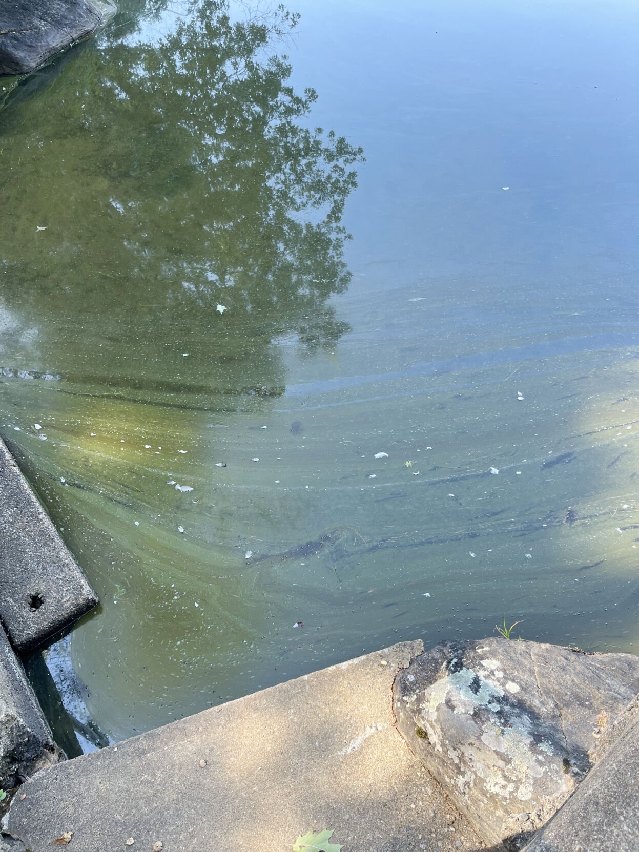 Cyanobacteria