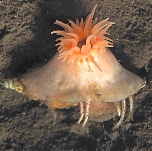 Pink sea anemone discovered that builds a home for hermit crabs