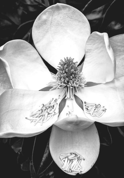 Magnolia