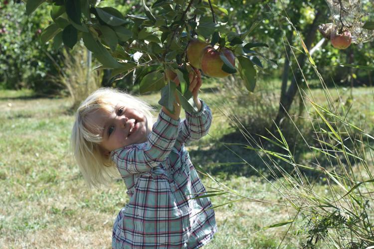 10-13 Apples Eleanor