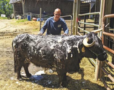 COW WASH