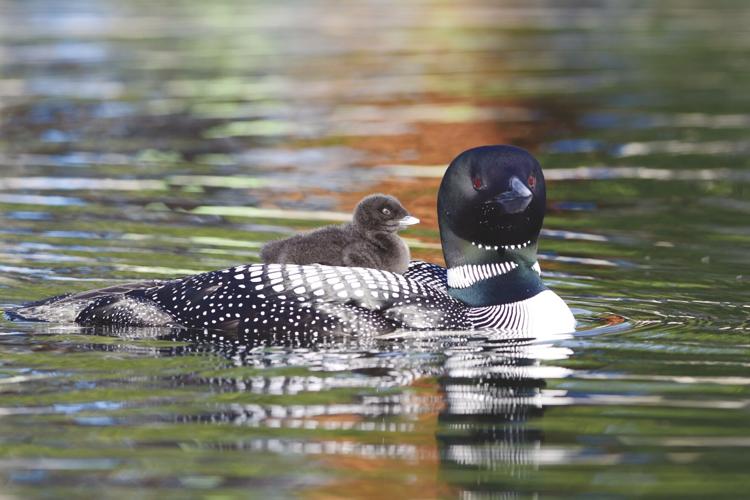 09-05 LAKE Loons4.jpg