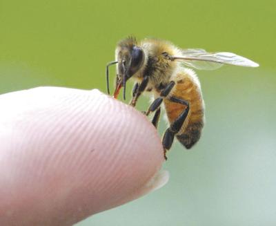 04-18 Hive Loss.jpg