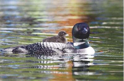 Loons
