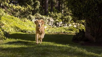 Tummy troubles for Fido? How to help your pet feel better