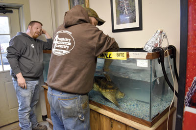 Shel-he the snapping turtle deemed healthy