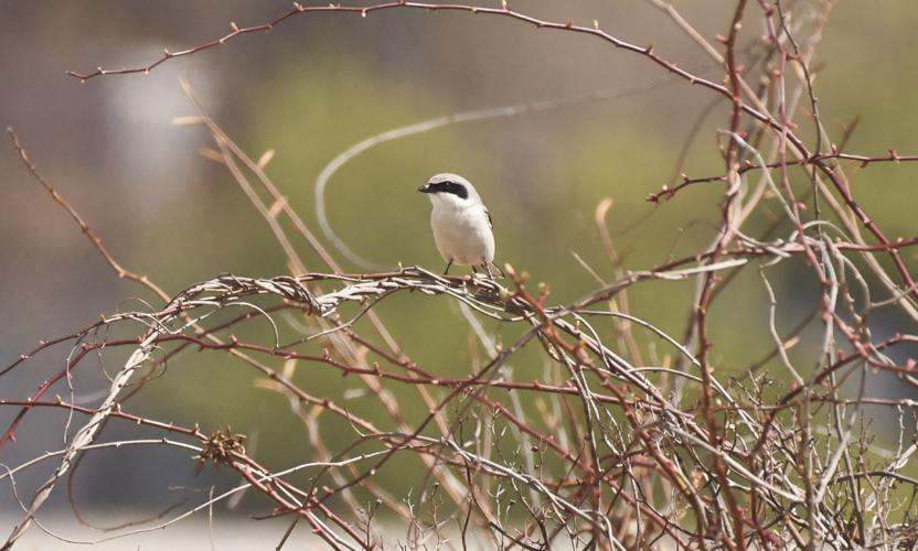 Loggerhead shrike