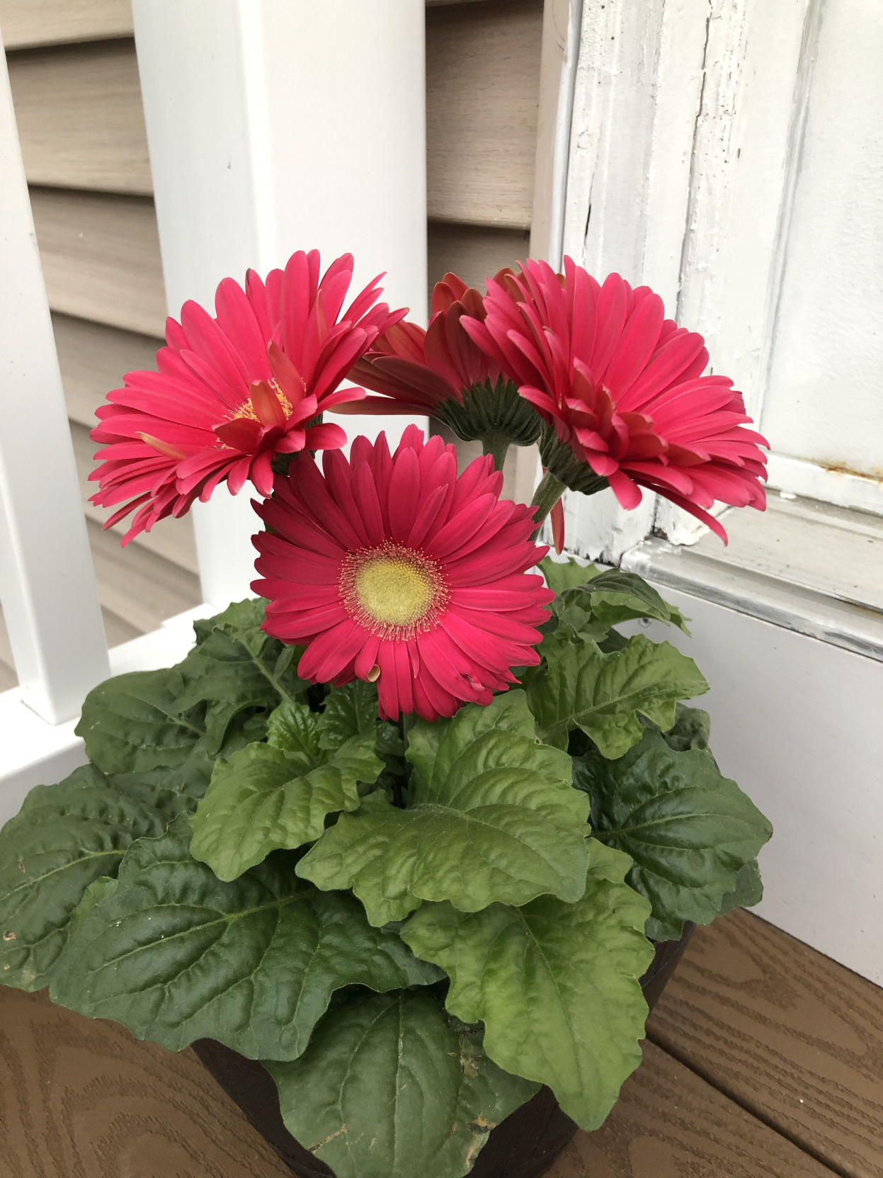 Gerber Daisy