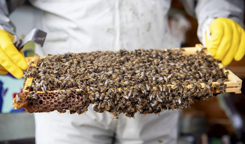 Honey bee’s “remarkable” stinger is tiny double-piston venom pump, reveals study