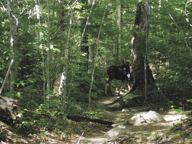 Moose