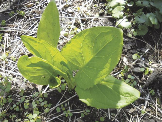 Skunk cabbage has big leaves and grows in moist shade