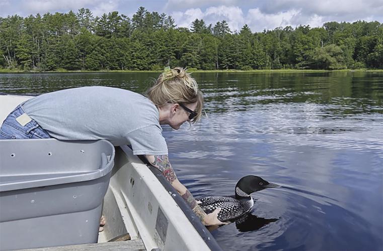 09-05 LAKE Loons3.jpg