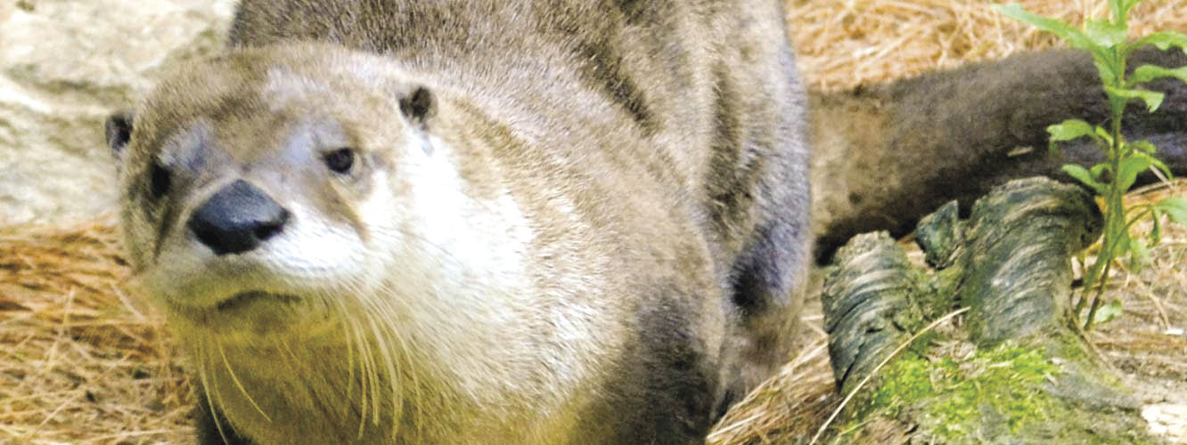 River otter feeding