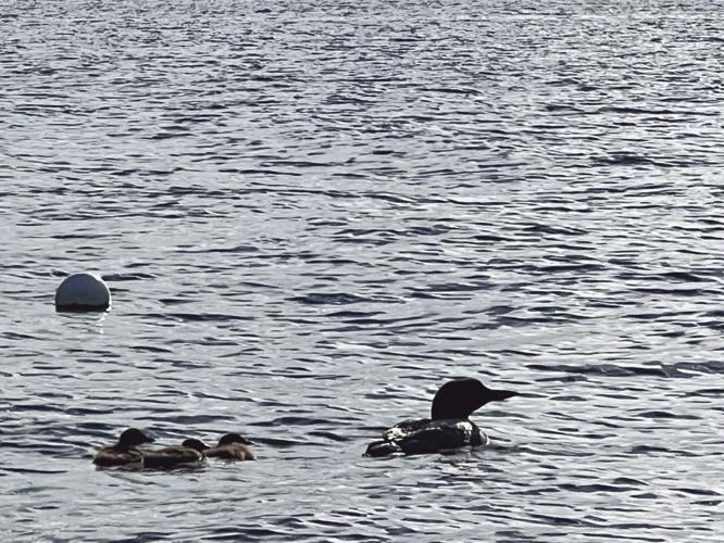 Loon chicks