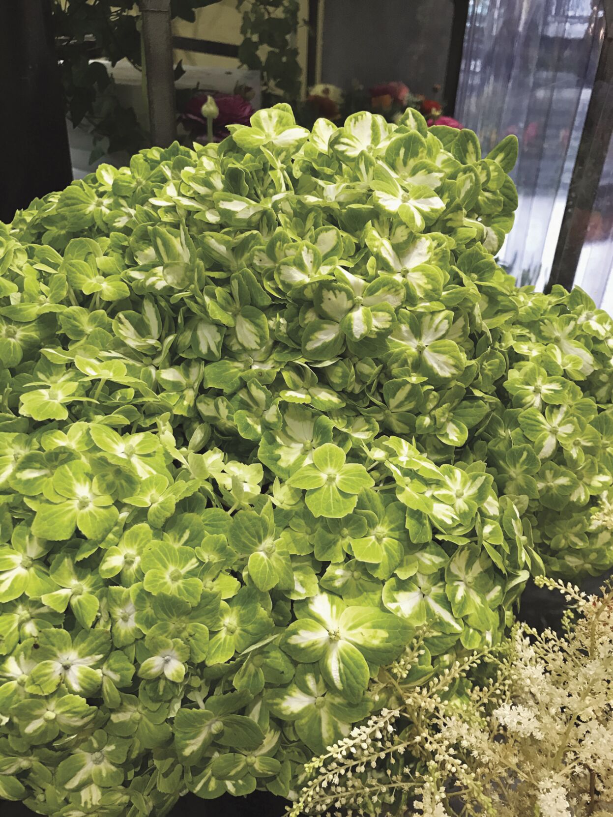 lake style hydrangeas