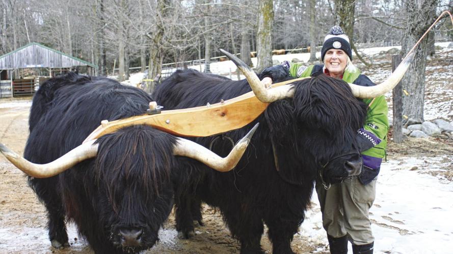 Author Carole with her eight-year-old Scottish Highlander