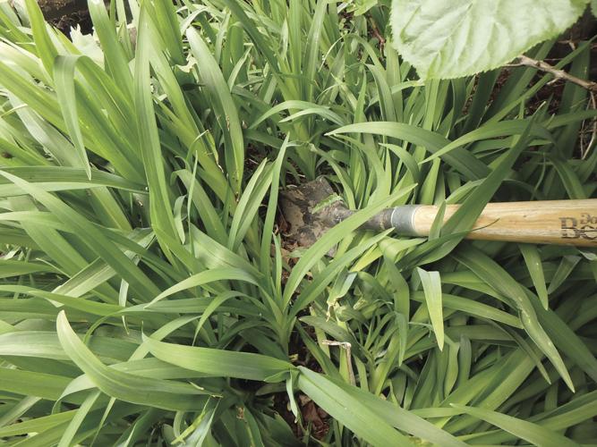 05-29 HOME Don't be afraid to cut through leaves or roots when dividing a big patch of daylilies.jpg