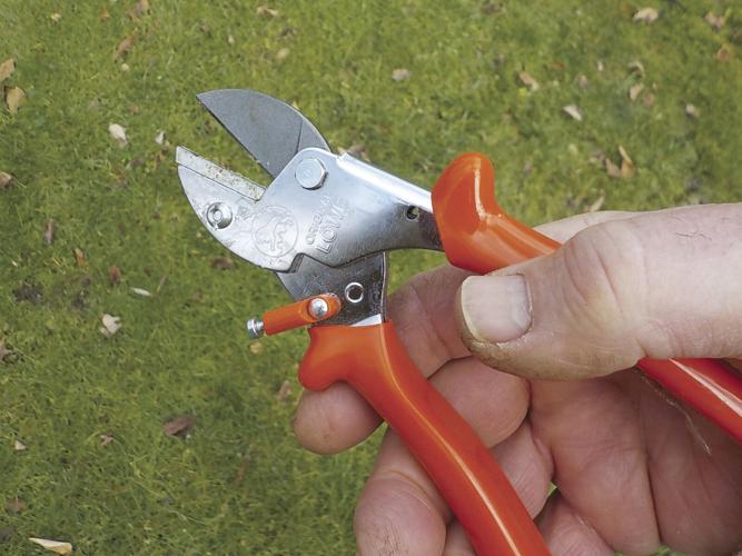 I like this Lowe anvil pruner