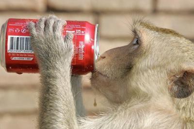 A monkey swipes a soda in Thailand.