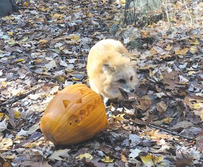 Howl-O-Ween