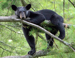 Bear in a tree