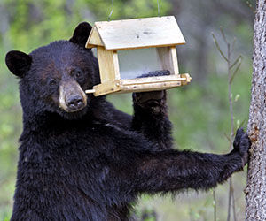 Bird feeder