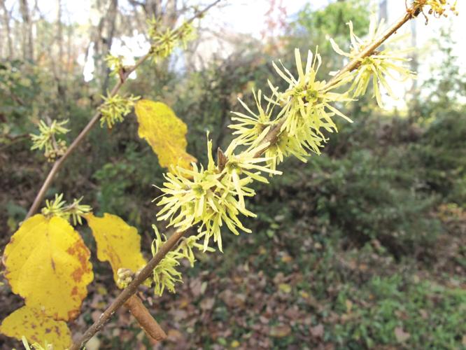 Witchhazel