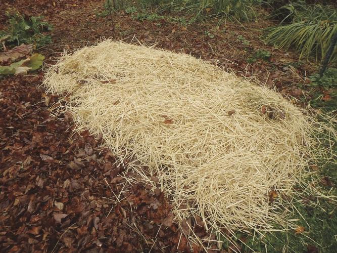 This thick layer of hay helps to prevent weeds in the garlic bed.