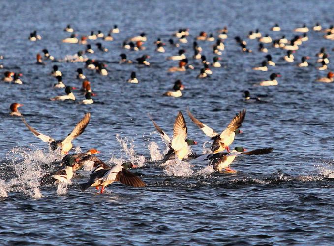 Reader Pics: Dec. 18